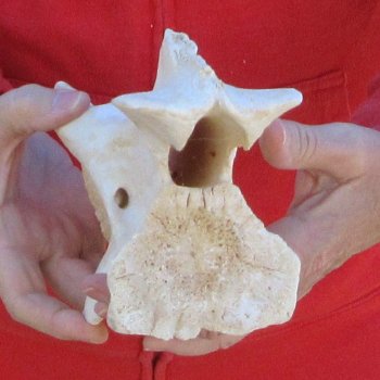 9" Small Giraffe Neck Vertebra Bone