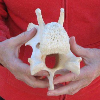 7" Small Giraffe Neck Vertebra Bone