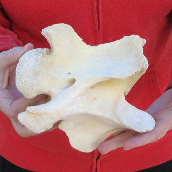 7" Small Giraffe Neck Vertebra Bone