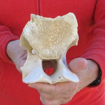 7" Small Giraffe Neck Vertebra Bone