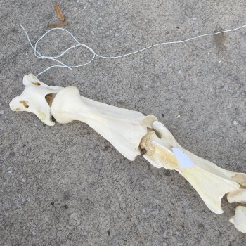 Seven pieces Giraffe Neck Vertebrae Set (Signature Required)  