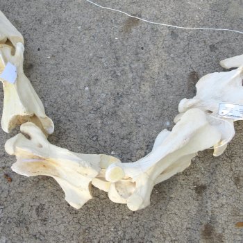 Seven pieces Giraffe Neck Vertebrae Set (Signature Required)  