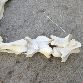 Seven pieces Giraffe Neck Vertebrae Set (Signature Required)  