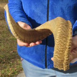 28-1/2" Sheep Horn 