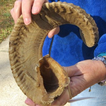 28-1/2" Sheep Horn 