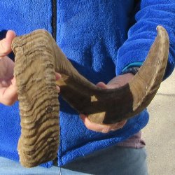 28-1/2" Sheep Horn 