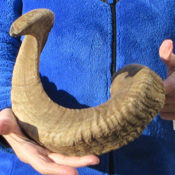 28-1/2" Sheep Horn 