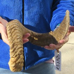 27" Sheep Horn 