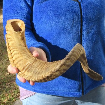 27" Sheep Horn 