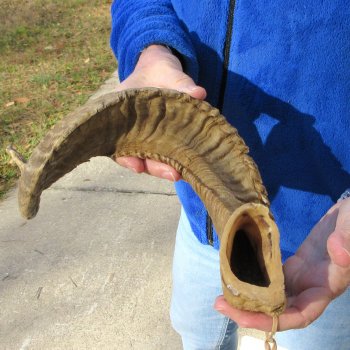 27" Sheep Horn 