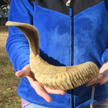 28" Sheep Horn 