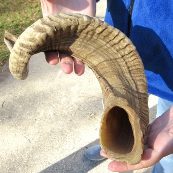 28" Sheep Horn 