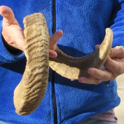 28" Sheep Horn 