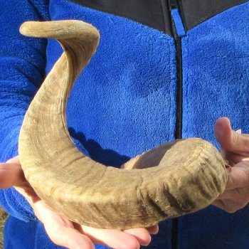 28" Sheep Horn 