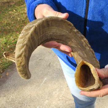 28" Sheep Horn 