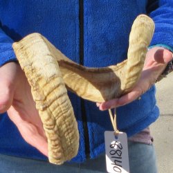 27" Sheep Horn 