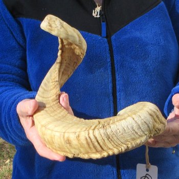 27" Sheep Horn 