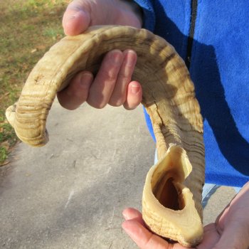 27" Sheep Horn 