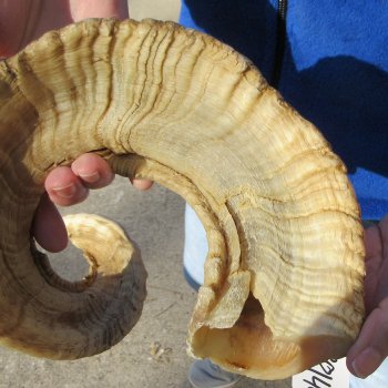 27" Sheep Horn 