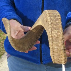 29" Sheep Horn 