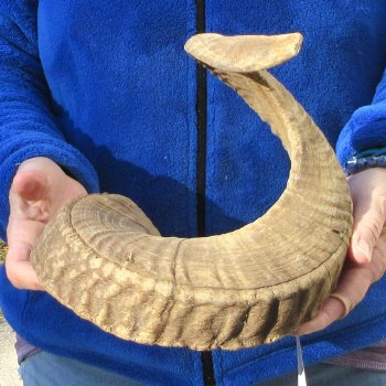 29" Sheep Horn 
