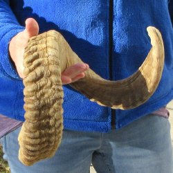 28" Sheep Horn 