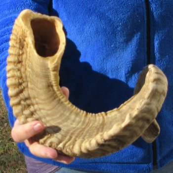 28" Sheep Horn 