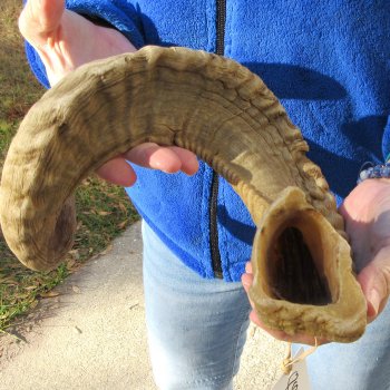28" Sheep Horn 