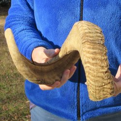 28" Sheep Horn 