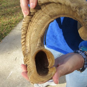 28" Sheep Horn 