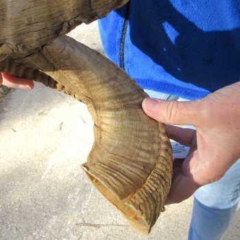 28" Sheep Horn 