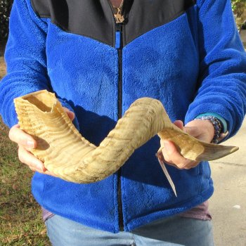 25" Sheep Horn 