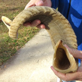 25" Sheep Horn 
