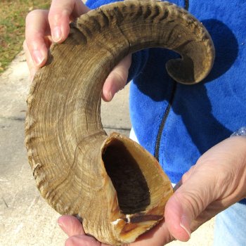 25" Sheep Horn 