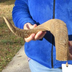 23-1/2" Sheep Horn