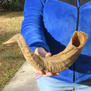 23-1/2" Sheep Horn
