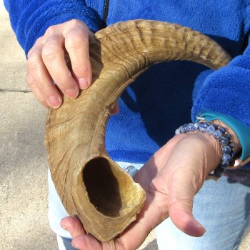 23-1/2" Sheep Horn