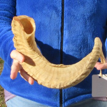 23" Sheep Horn