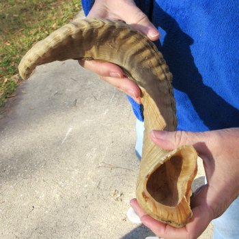 23" Sheep Horn