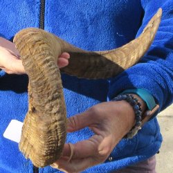 24-1/2" Sheep Horn 