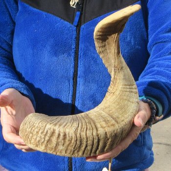 26" Sheep Horn 