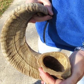 26" Sheep Horn 