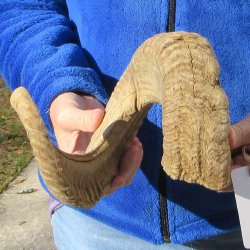 25-3/4" Sheep Horn 