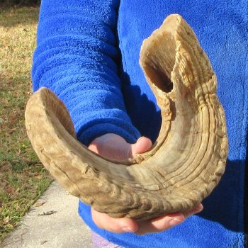 25-3/4" Sheep Horn 