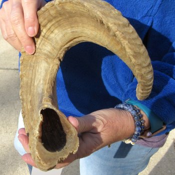25-3/4" Sheep Horn 