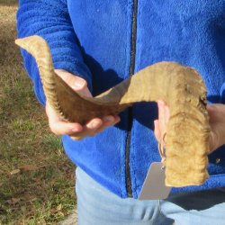 25-3/4" Sheep Horn 