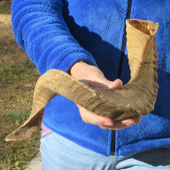 25-3/4" Sheep Horn 
