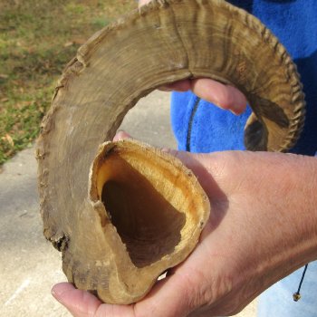 25-3/4" Sheep Horn 