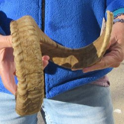 24-1/2" Sheep Horn 