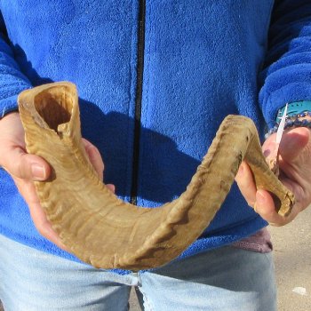 24-1/2" Sheep Horn 